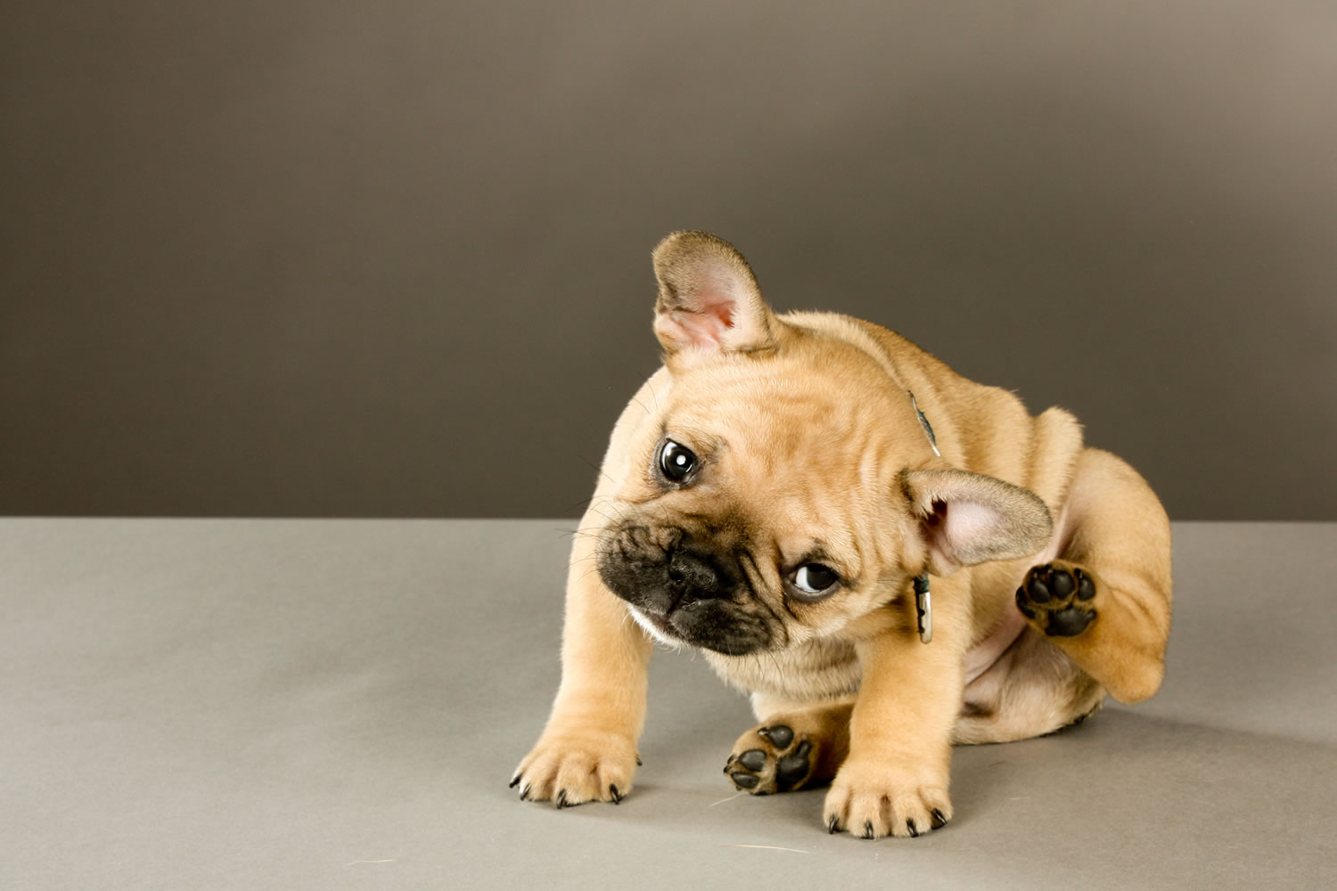 Köpekte Uyuz Hakkında Bilinmesi Gerekenler