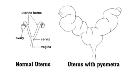 Kedide Rahim İltihabı (Pyometra)